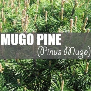 Mugo Pine Facts | Ah, majestic Pinus mugo! Also known as mountain pine, dwarf mountain pine, scrub mountain pine, Swiss mountain pine, creeping pine and mugo pine.