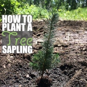 One of the best green living tips you can follow is to plant a tree!