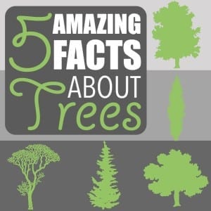 Amazing Facts About Trees by Of Houses and Trees | Five amazing facts about trees! Did you know a tree can be used as a compass, fight crime and increase bird biodiversity from zero to 80 species?