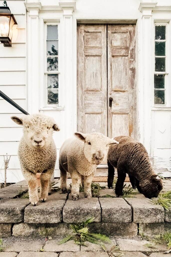 Three baby sheep standing in front of an old house.