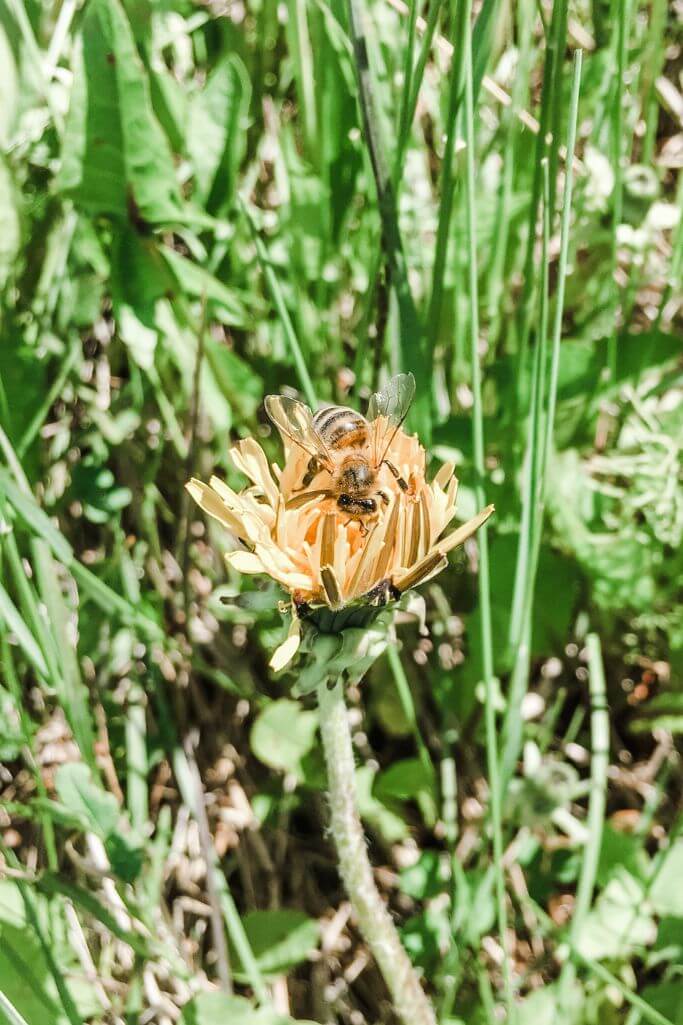A closeup of a bee on a dandelion.