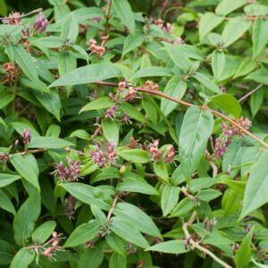 Closeup of green honeysuckle leaves and pink flowers.