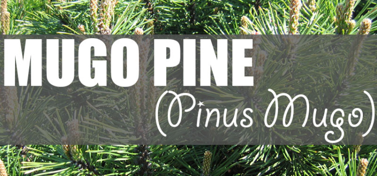 Mugo Pine (Pinus Mugo)