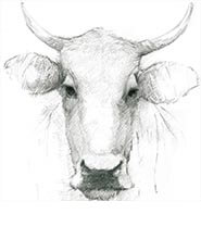 A sketch of a cow.
