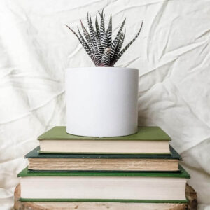A plant in a white pot sitting on three books with green covers.