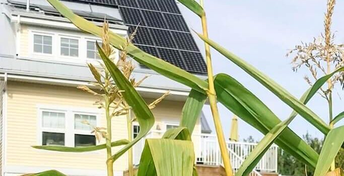 A yellow house with solar panels on the roof behind tall corn plants.