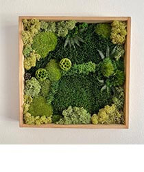 Preserved moss in a wooden frame.