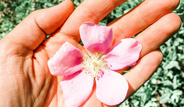 A hand holding a delicate pink flower.