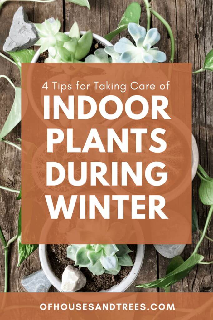 A variety of green indoor plants on a rustic table with text 4 tips for taking care or indoor plants during winter.