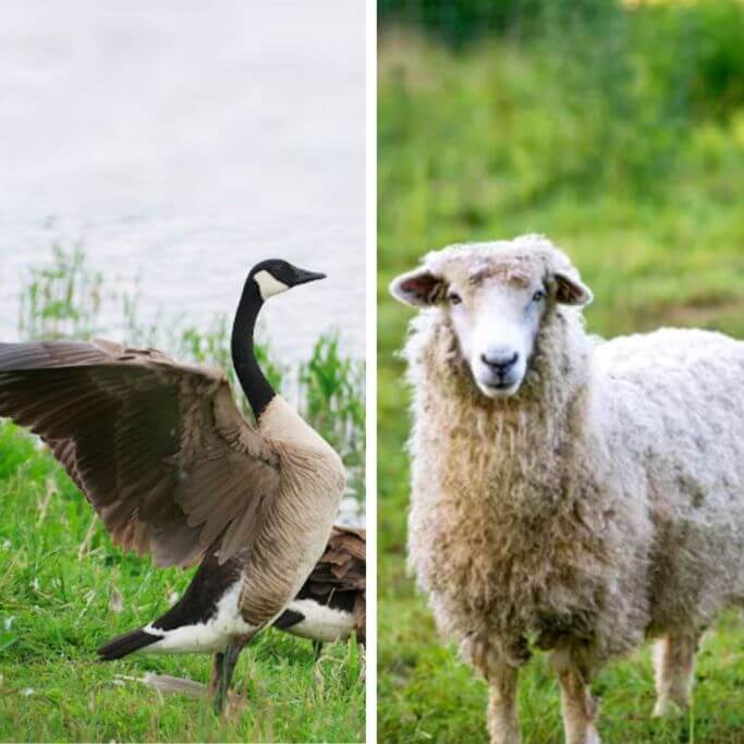 Side by side photos of a goose and a sheep, both with green grass in the background.