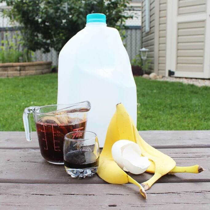 An empty plastic jug, a measuring cup filled with tea bags, a small cup of molasses, a banana peel and an eggshell sitting on a wooden deck in a backyard.