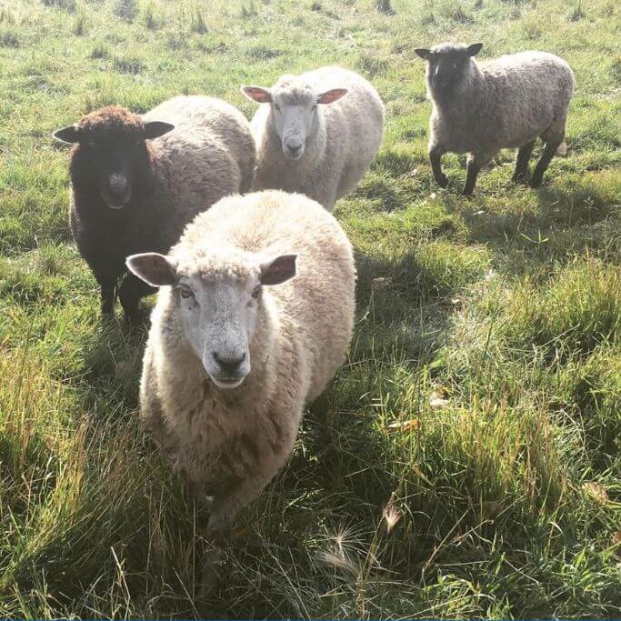 Four sheep in a green pasture.