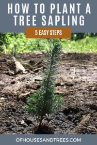 Planting a Sapling: How to Plant a Tree Sapling in 5 Easy Steps