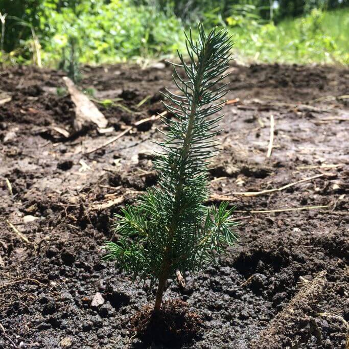 Closeup of a tree sapling planted in soil with more trees in the background.