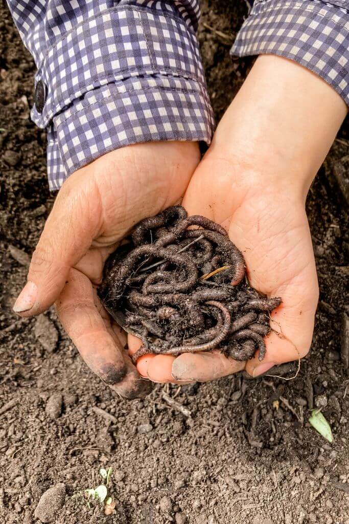 A pair of small hands holding a pile of worms overtop of soil.