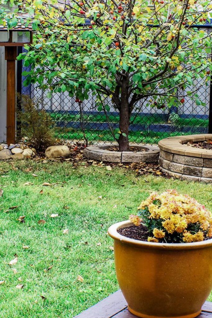 A small backyard with flowers in a terracotta pot and a crabapple tree in the background.