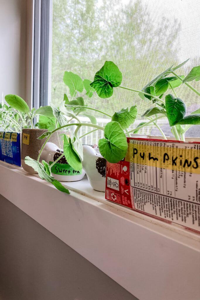 Seedlings planted in milk containers on a window seed.