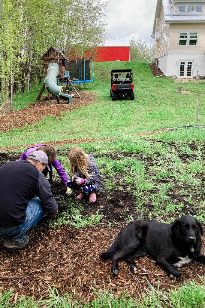 A man and two small girls weed an in-ground garden while a large black dog lays nearby.