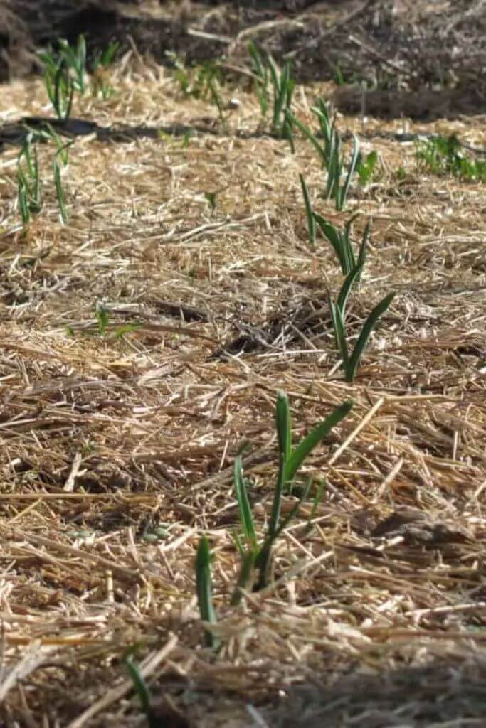 Closeup of straw mulch in a garden.