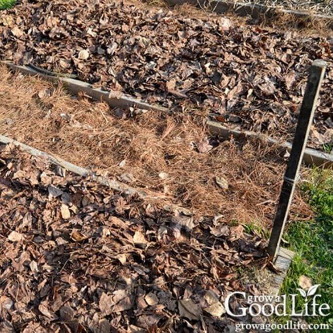 Closeup of a garden using dried leaves as mulch.