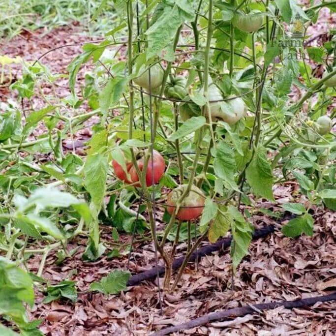 Closeup of a tomato plant surrounded by wood chip mulch.