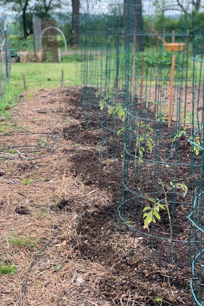 A garden with pine needles used as mulch.