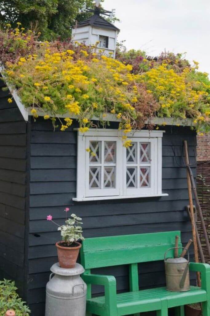 A small dark grey garden shed with plants growing on the roof.