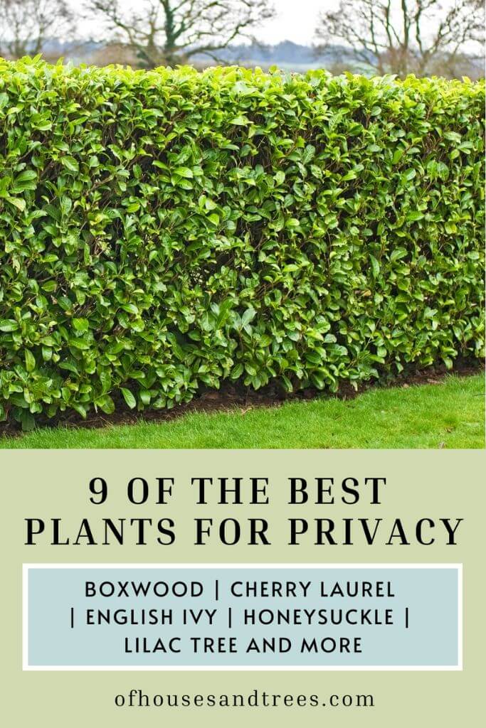 A pruned hedge in a yard with text 9 of the best plants for privacy.