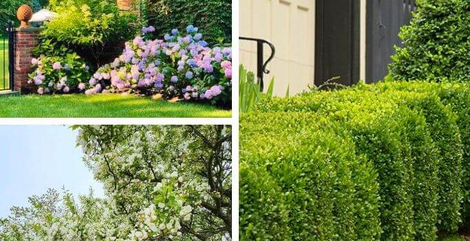 A collage of three different yards with beautiful landscaping - one with boxwood hedges, one with a crabapple tree and one with ivy.