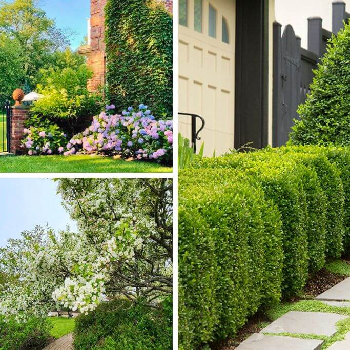 A collage of three different yards with beautiful landscaping - one with boxwood hedges, one with a crabapple tree and one with ivy.
