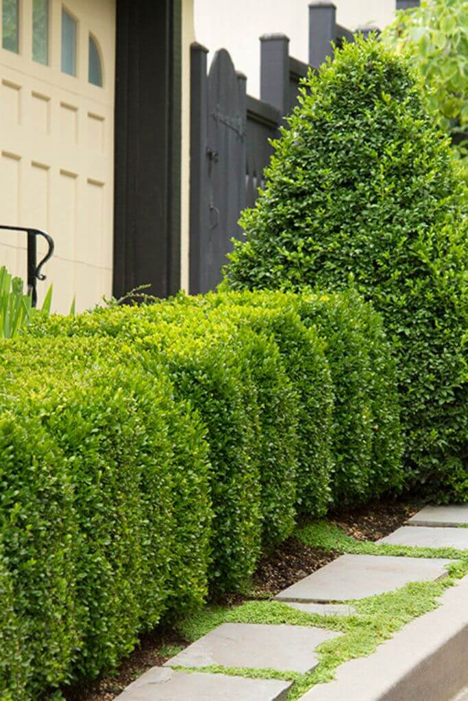 A boxwood hedge in front of a cream and black home.