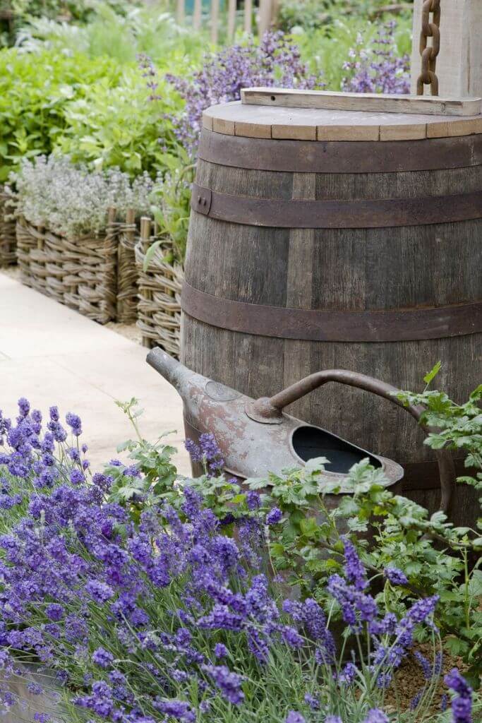 A wooden rain barrel next to a metal watering can and purple flowers in a yard.