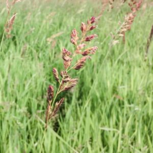 A field of tall green grass with pinkish-purple sprouts.