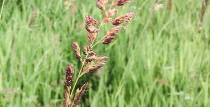 A field of tall green grass with pinkish-purple sprouts.