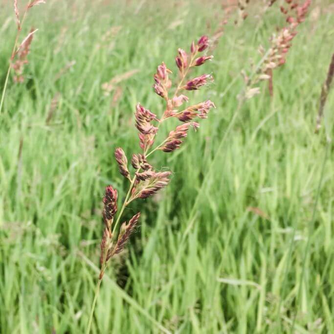 A field of tall green grass with pinkish-purple sprouts.