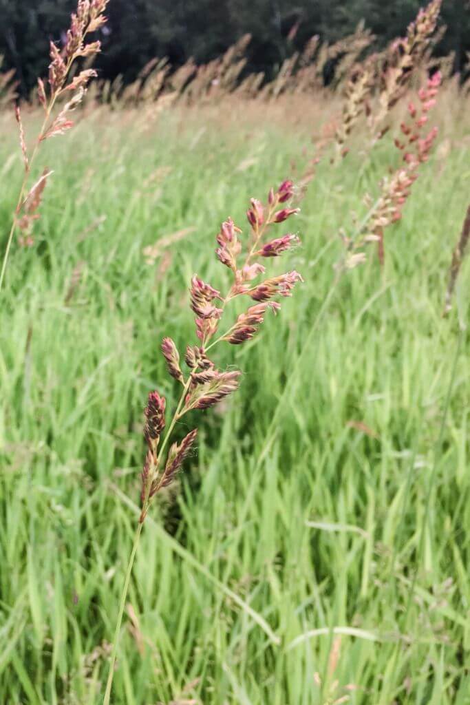 A field of tall green grass with pinkish-purple sprouts and a dark forest in the background.