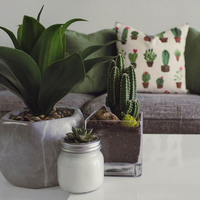 Three potted plants on a white coffee table in front of a grey couch with a plant-patterned pillow.